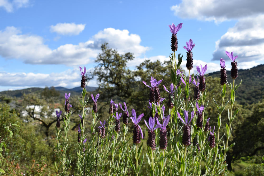 wild Lavender flowers with Finca Bravo in the background - small